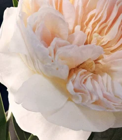 Chloe Signature Geparfumeerde Bodylotion 200 ml